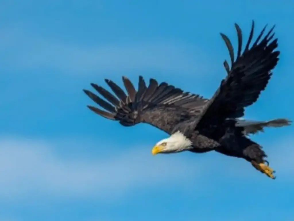 Ein Adler im Flug